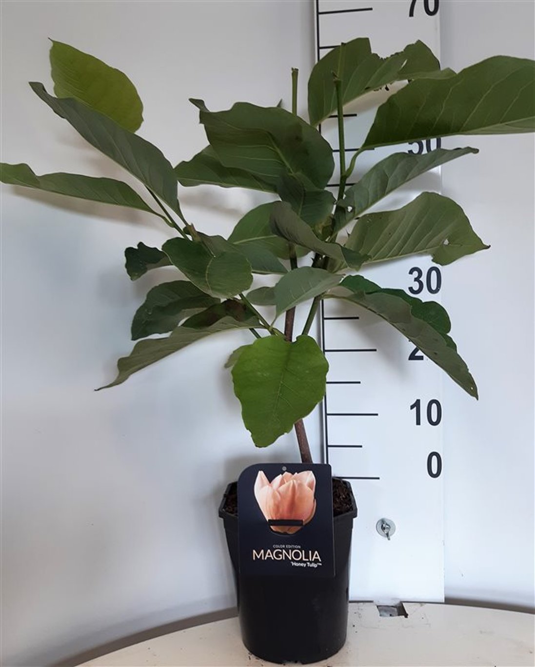 Magnolia 'Honey Tulip' ® - C5 50-60 CM